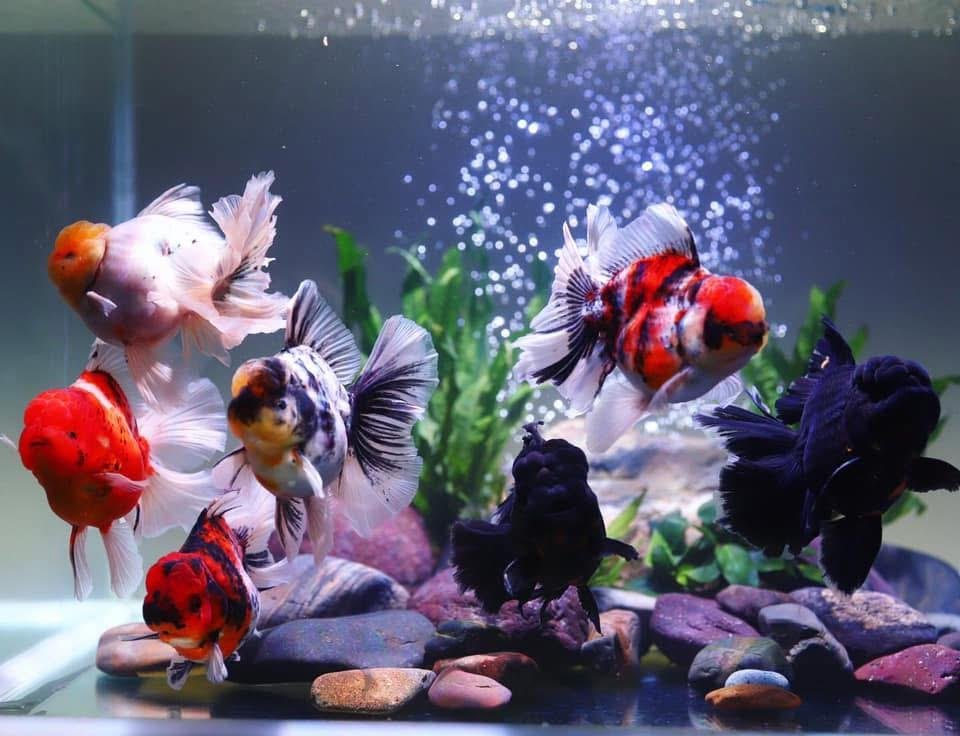 How To Rear Gold Fish Exotic Goldfish Seller In India | Oranda | Ranchu | Ryukin